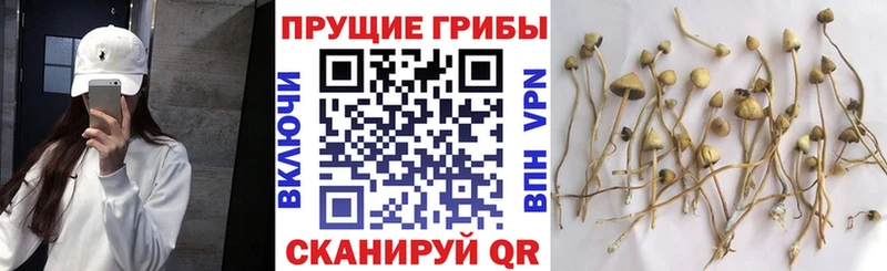 Псилоцибиновые грибы GOLDEN TEACHER  Купить где  Павлово 
